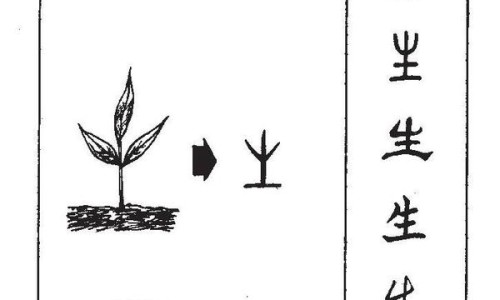 中药附子的功效与作用及禁忌-中药覆盆子的药用作用与功效-专业中药覆盆子泡水喝的功效平台-中药附子有什么功效和作用